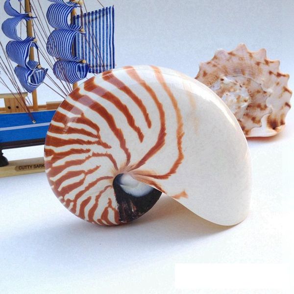 novelty items (1pcs/lot)chambered nautilus natural shell & conch home decoration aquarium landscaping ornaments
novelty items (1pcs/lot)chambered nautilus natural shell & conch home decoration aquarium landscaping ornaments