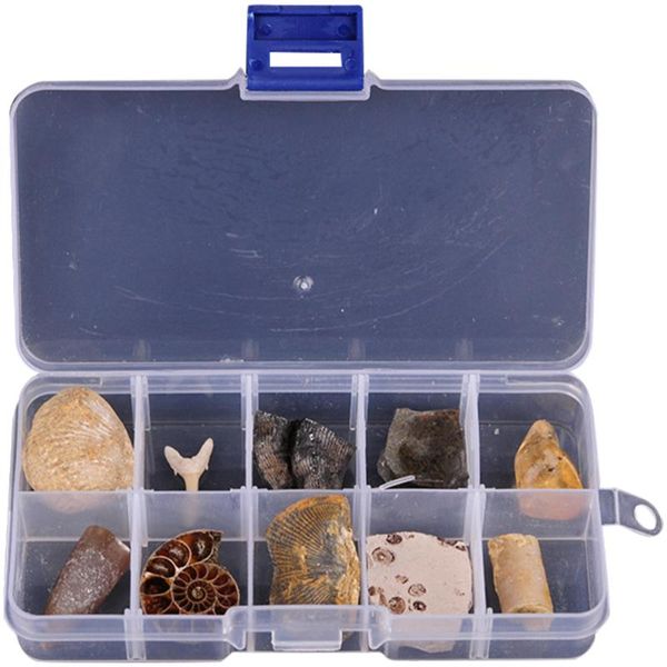 decorative objects & figurines 10pcs paleontology fossil specimens creative science decoration ornamental stone
decorative objects & figurines 10pcs paleontology fossil specimens creative science decoration ornamental stone