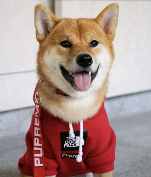 dog apparel Pet Hoodie Cartoon Printing Clothes The Face Cotton Puppy Hoodies Coat Sweater
dog apparel Pet Hoodie Cartoon Printing Clothes The Face Cotton Puppy Hoodies Coat Sweater