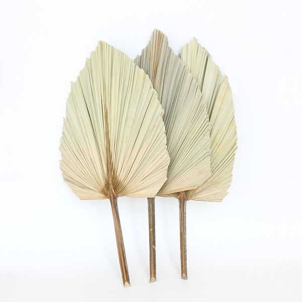 decorative flowers & wreaths 25pcs diy palm fan leaf dried flower window reception party art wall hanging decoration for wedding arch arrang
decorative flowers & wreaths 25pcs diy palm fan leaf dried flower window reception party art wall hanging decoration for wedding arch arrang