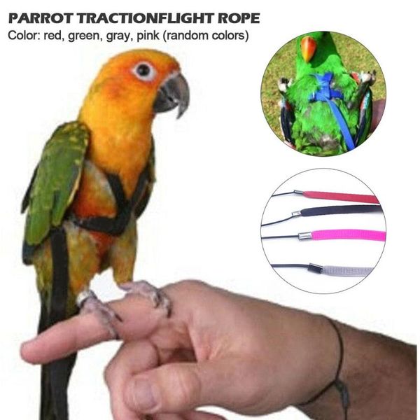 other bird supplies parrot harness and leash flying anti-bite traction rope training outdoor carrying for scarlet macaw pet product
other bird supplies parrot harness and leash flying anti-bite traction rope training outdoor carrying for scarlet macaw pet product