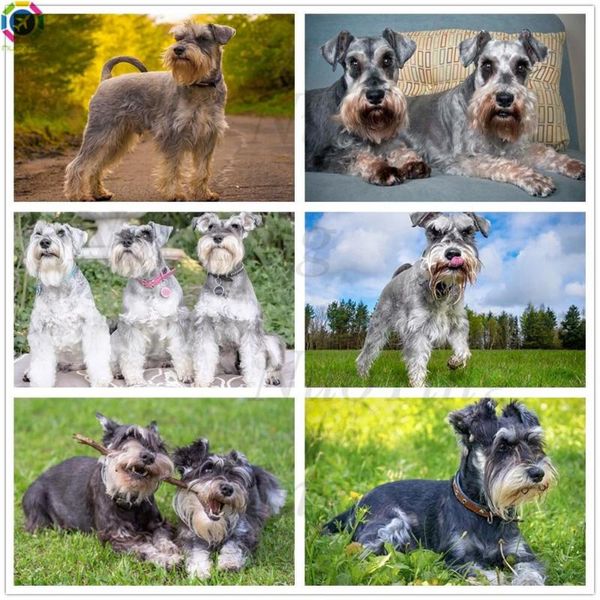 diamond painting 5d schnauzer dog embroidery cross stitch kit animal square round mosaic picture home decoration
diamond painting 5d schnauzer dog embroidery cross stitch kit animal square round mosaic picture home decoration