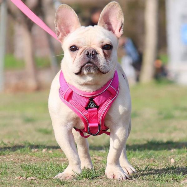 dog collars & leashes pet harness leash reflective stripes anti-pull breathable dogs cats traction rope set training harnesses
dog collars & leashes pet harness leash reflective stripes anti-pull breathable dogs cats traction rope set training harnesses