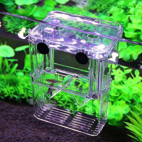 aquariums aquarium for fish high clear breeding isolation box breeder tank double guppies hatching incubator
aquariums aquarium for fish high clear breeding isolation box breeder tank double guppies hatching incubator