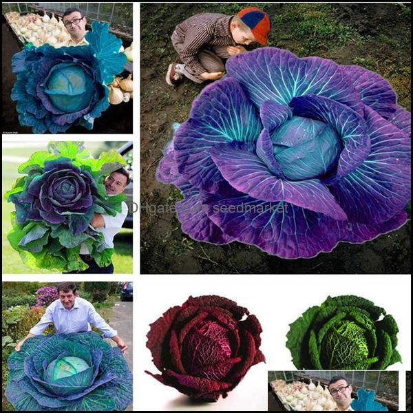 other garden supplies patio lawn home 100 pieces/pack seeds rare nt russian cabbage bonsai vegetable vitamin aer otbid
other garden supplies patio lawn home 100 pieces/pack seeds rare nt russian cabbage bonsai vegetable vitamin aer otbid