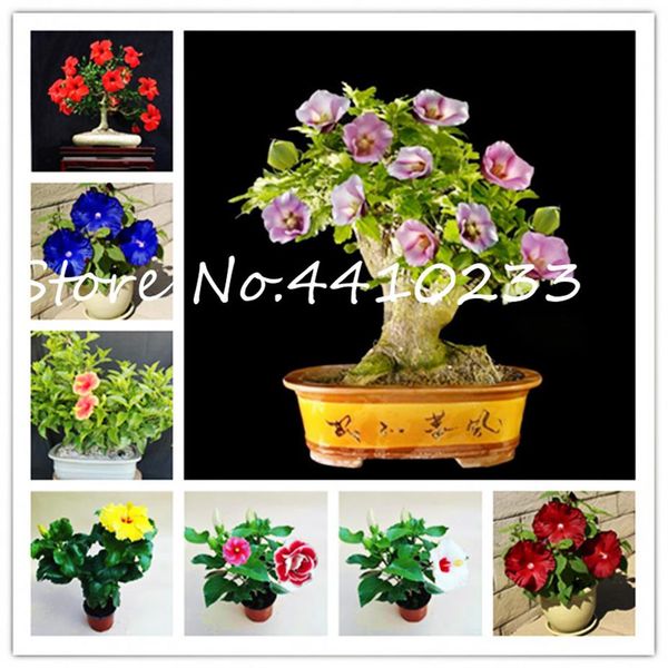 200 pcs bag rainbow dwarf hibiscus bonsai plants seeds flower chinese diy plant hibiscus plants gift for your kids easy to grow ho2459
200 pcs bag rainbow dwarf hibiscus bonsai plants seeds flower chinese diy plant hibiscus plants gift for your kids easy to grow ho2459