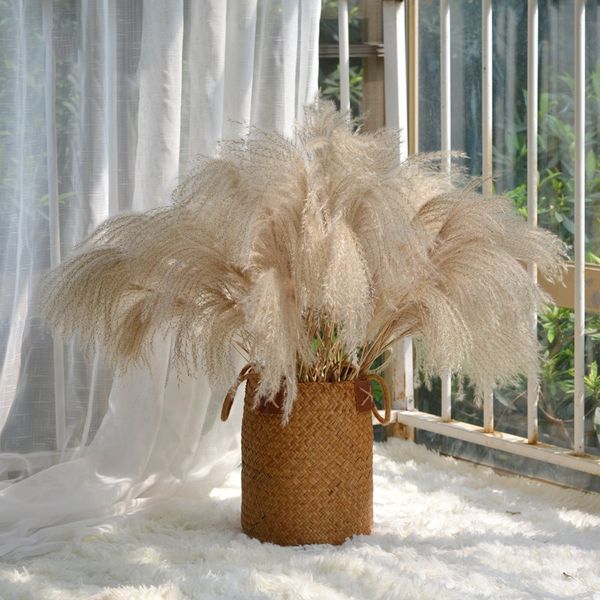 real pampas grass natural dried flowers plants wedding decoration bouquet fluffy lovely decor accesories for home fleurs sechees
real pampas grass natural dried flowers plants wedding decoration bouquet fluffy lovely decor accesories for home fleurs sechees