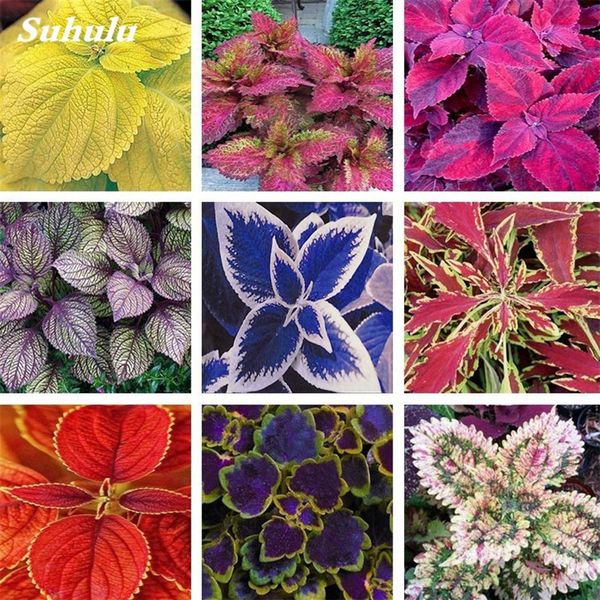200 pcs seeds rare exotic coleus bonsai flowers potted bonsai garden courtyard balcony mix colors begonia flower plants217p
200 pcs seeds rare exotic coleus bonsai flowers potted bonsai garden courtyard balcony mix colors begonia flower plants217p