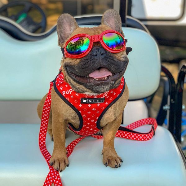 dog harness and leashes set red paw print printed dog harnesses breathable mesh padded puppy vest collar for small medium dogs outdoor walki
dog harness and leashes set red paw print printed dog harnesses breathable mesh padded puppy vest collar for small medium dogs outdoor walki