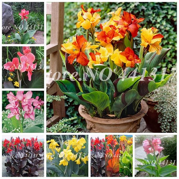 200 pcs seeds dwarf bonsai canna lily outdoor tropical bronze scarlet foliage perennial blooming potted plants for home garden sup292k
200 pcs seeds dwarf bonsai canna lily outdoor tropical bronze scarlet foliage perennial blooming potted plants for home garden sup292k
