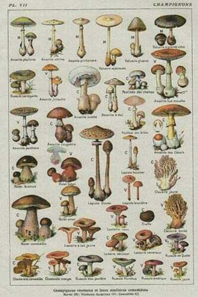 mushroom poster chart education fungus botany metal tin sign different breeds retro vintage farm courtyard garden animal tin signs
mushroom poster chart education fungus botany metal tin sign different breeds retro vintage farm courtyard garden animal tin signs