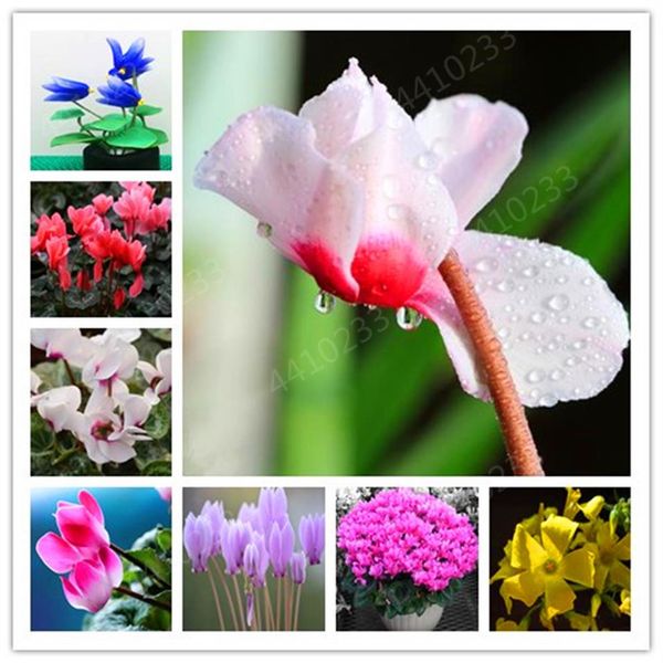 100 pcs cyclamen bonsai mixed indoor potted flower plants perennial flowering plants for balcony garden bonsai natural growth221z
100 pcs cyclamen bonsai mixed indoor potted flower plants perennial flowering plants for balcony garden bonsai natural growth221z