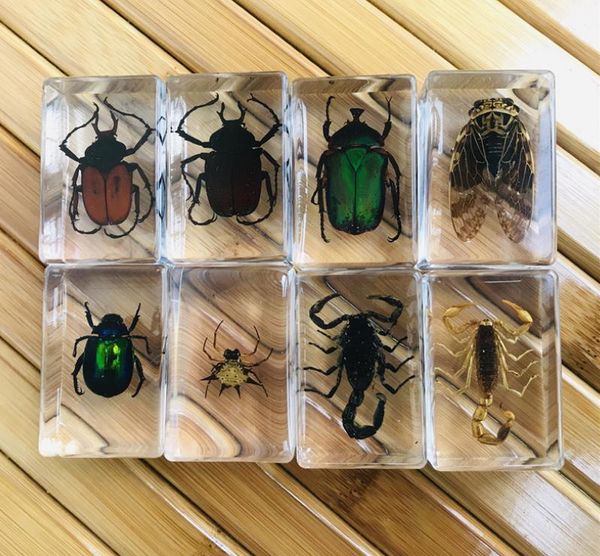 

3d insect specimen kids teen collection science discovery toys spider scorpion cricket flower chafers stink bug spotted lanternfly clear res