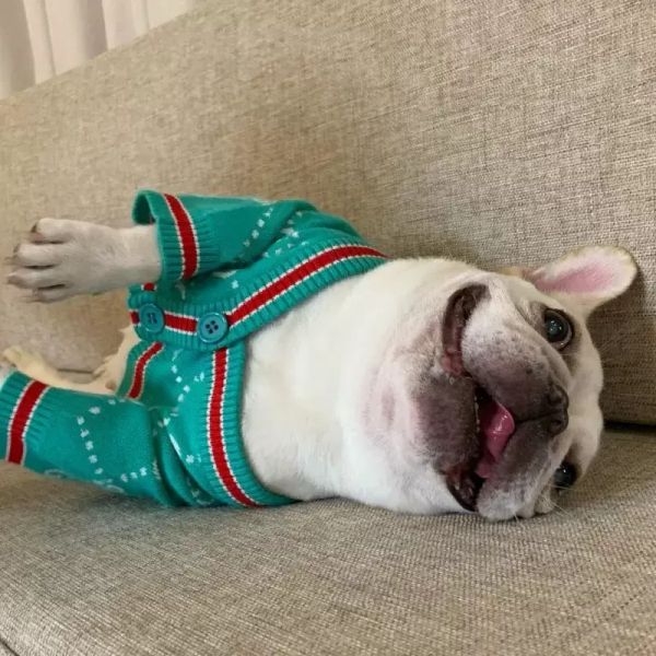2022 designer dog apparel cat clothes cute puppy sweaters letter luxury dogs sweater clothing pets coats cloth dog warm knitting 2205272d
2022 designer dog apparel cat clothes cute puppy sweaters letter luxury dogs sweater clothing pets coats cloth dog warm knitting 2205272d