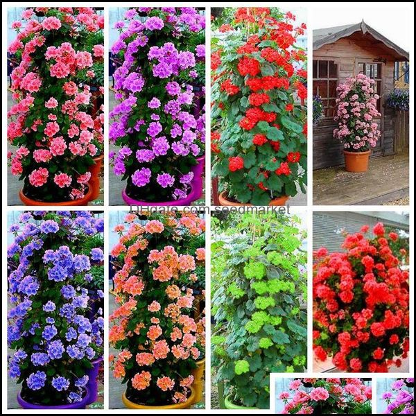 other garden supplies patio lawn home 200 pcs rare climbing geranium pelargonium peltatum tree bonsai plant seeds perennial flower indoor
other garden supplies patio lawn home 200 pcs rare climbing geranium pelargonium peltatum tree bonsai plant seeds perennial flower indoor