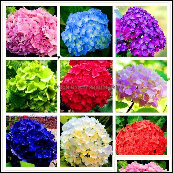 other garden supplies patio lawn home 20 pcs/pack rare hydrangea seeds balcony potted flowers for home planting wedding use drop deliver
other garden supplies patio lawn home 20 pcs/pack rare hydrangea seeds balcony potted flowers for home planting wedding use drop deliver