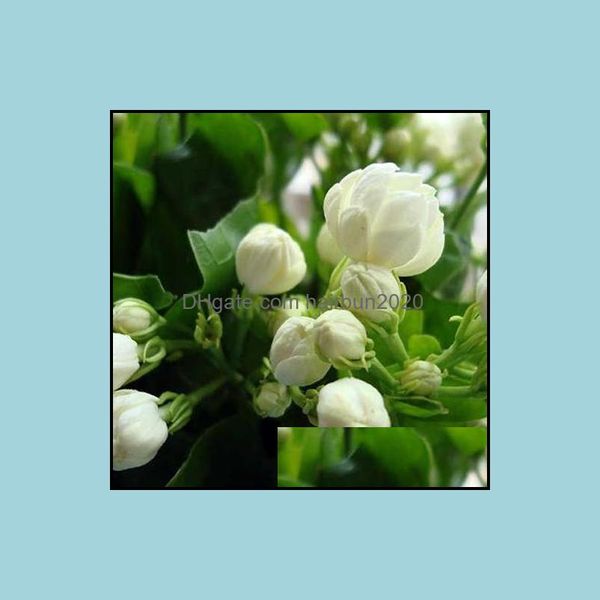 other garden supplies patio lawn home 20seeds/bag jasmine seed indoor plants perennial flower seeds drop delivery 2021 ho0zl
other garden supplies patio lawn home 20seeds/bag jasmine seed indoor plants perennial flower seeds drop delivery 2021 ho0zl