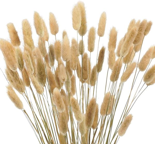 60 pcs pampas grass decor 40cm natural dried flowers bunny tail grass lagurus ovatus bouquets home wedding arrangements
60 pcs pampas grass decor 40cm natural dried flowers bunny tail grass lagurus ovatus bouquets home wedding arrangements