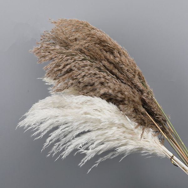 45cm5pcsnatural dried flowers pampas grass plantasanthropes pequenas hierba bouquet flowers plant hay for wedding bohemian home decor
45cm5pcsnatural dried flowers pampas grass plantasanthropes pequenas hierba bouquet flowers plant hay for wedding bohemian home decor