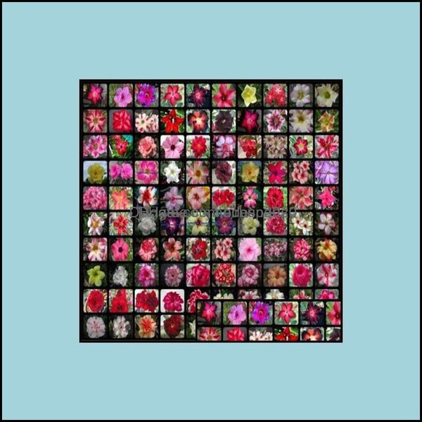 other garden supplies patio lawn home patio 20 pcs mixed real adenium obesum desert rose flower bonsai succent plants balcony potted 100%
other garden supplies patio lawn home patio 20 pcs mixed real adenium obesum desert rose flower bonsai succent plants balcony potted 100%