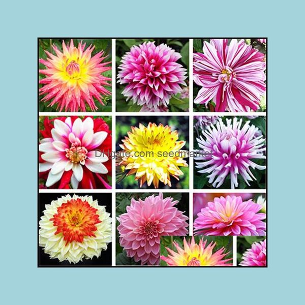 other garden supplies patio lawn home 100pcs dahlia flower seeds for patio natural growth show otnuo
other garden supplies patio lawn home 100pcs dahlia flower seeds for patio natural growth show otnuo