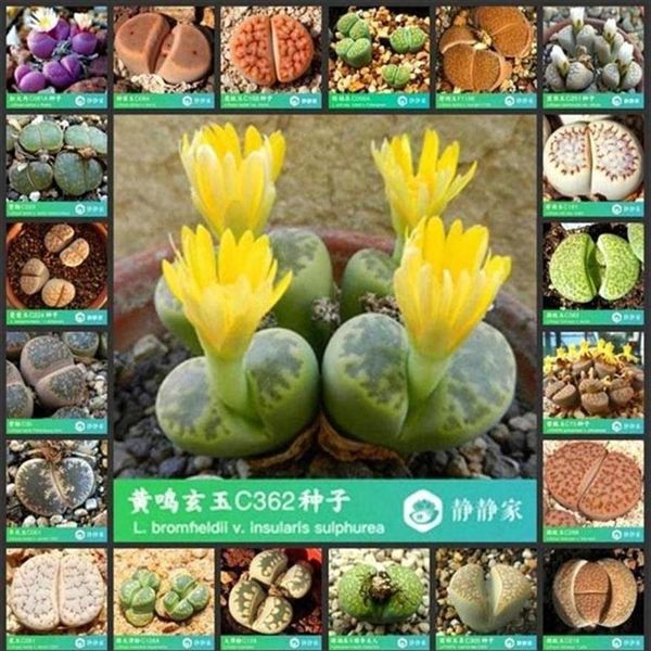 umbrellas 50pcs 100% fresh real lithops succulent cactus ~living stones (s49-72)246z317p2445
umbrellas 50pcs 100% fresh real lithops succulent cactus ~living stones (s49-72)246z317p2445