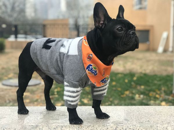 dog apparel autumn winter pet clothes fashionable embroidery puppy pets sweater luxurys designers pet dog clohes white and black size:xs-xxl
dog apparel autumn winter pet clothes fashionable embroidery puppy pets sweater luxurys designers pet dog clohes white and black size:xs-xxl