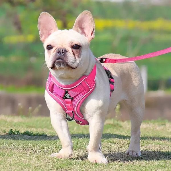 collars leashes adjustable dog ridges pink reflective breathable mesh reflectives bands pet ridges inventory wholesale
collars leashes adjustable dog ridges pink reflective breathable mesh reflectives bands pet ridges inventory wholesale