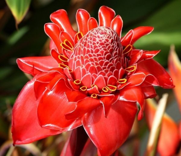 Torch ginger - 30pcs Etlingera elatior flower seeds Rare Rose Flower Exotic plants Garden Planting Red Flower * Free shipping
Torch ginger - 30pcs Etlingera elatior flower seeds Rare Rose Flower Exotic plants Garden Planting Red Flower * Free shipping