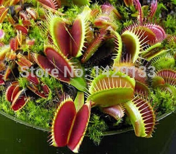 Dionaea Muscipula Бесплатная доставка гигантский клип Венера Fly trap семена 300 шт. насекомоя
Dionaea Muscipula Бесплатная доставка гигантский клип Венера Fly trap семена 300 шт. насекомоя