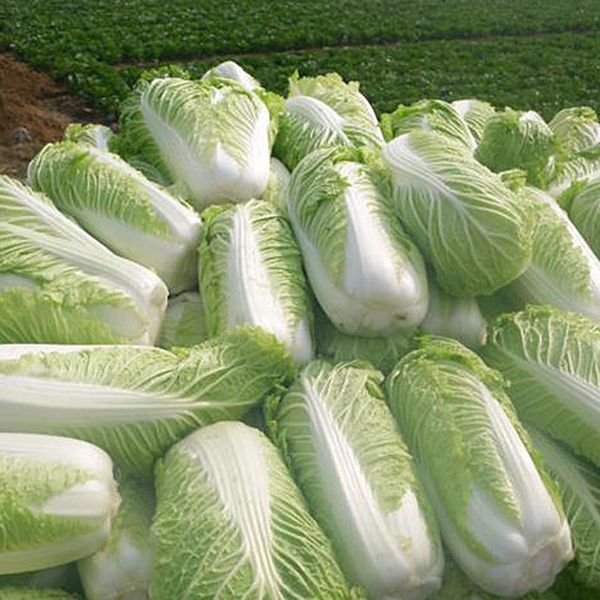 Новый горячий вкусный 100 шт. китайская капуста семена органический Хеерлум овощи
Новый горячий вкусный 100 шт. китайская капуста семена органический Хеерлум овощи