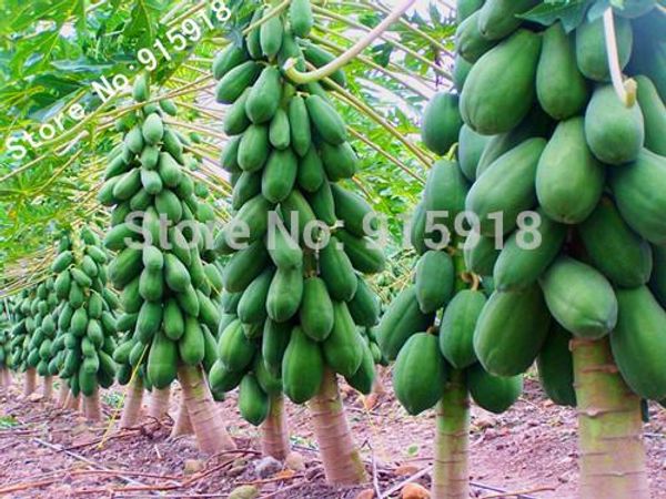 mini fruit potted bonsai 20 Papaya Tree Seeds,perfect fruit for your family,DIY home garden
mini fruit potted bonsai 20 Papaya Tree Seeds,perfect fruit for your family,DIY home garden