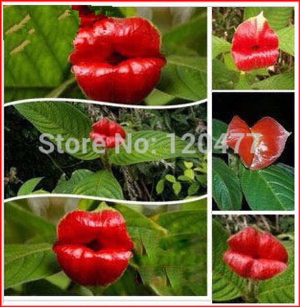 

Цветочные горшки горшки Psychotria Элата цветочные губ семян как сексуальные губы бон