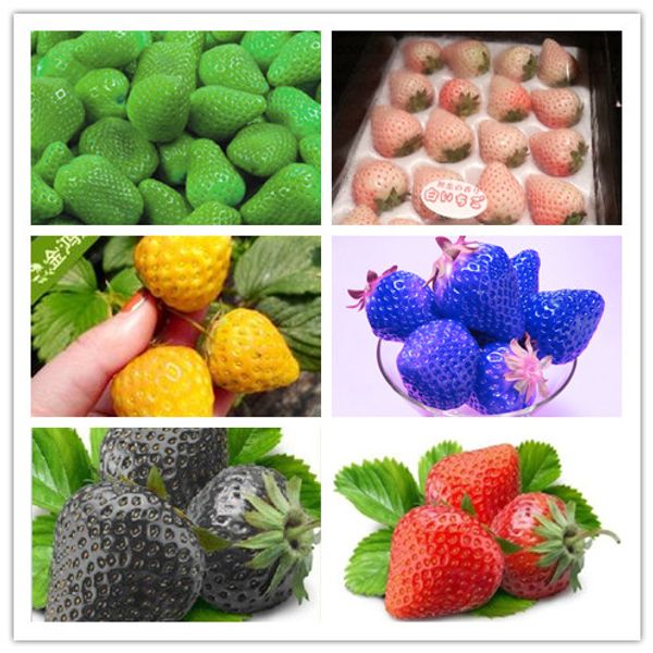 Sementes flowerstory
Sementes flowerstory