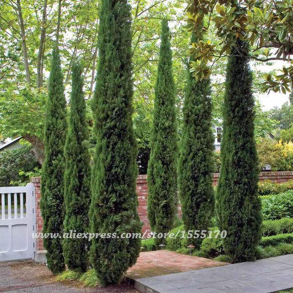 Tree seeds 100 pcs ITALIAN CYPRESS (Cupressus Sempervirens Stricta) seeds Home gardening,Free shipping !
Tree seeds 100 pcs ITALIAN CYPRESS (Cupressus Sempervirens Stricta) seeds Home gardening,Free shipping !