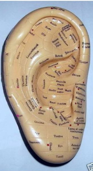 17см / 6,7 дюйма английского уха иглоукалывание модель для китайский точечный датчи
17см / 6,7 дюйма английского уха иглоукалывание модель для китайский точечный датчи
