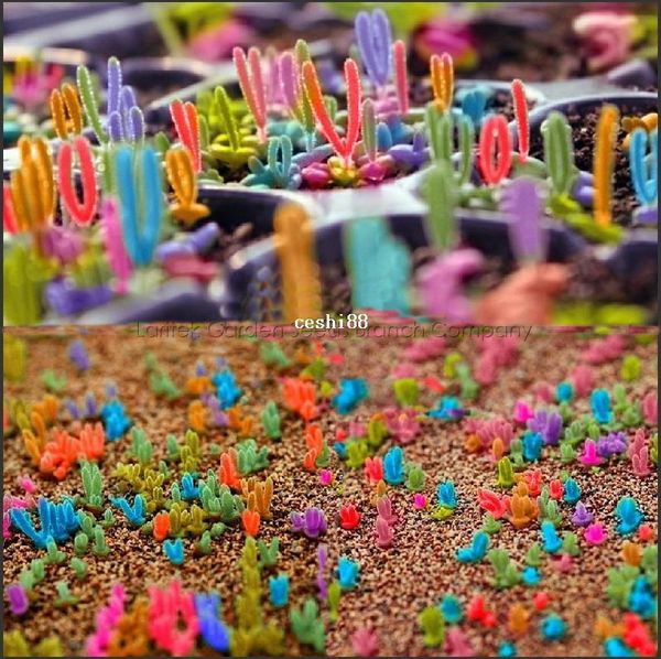 30 Семена Dicrocaulon Ramulosum, очень красивый цвет суккулентов, вырастет так же, как littile Кр
30 Семена Dicrocaulon Ramulosum, очень красивый цвет суккулентов, вырастет так же, как littile Кр