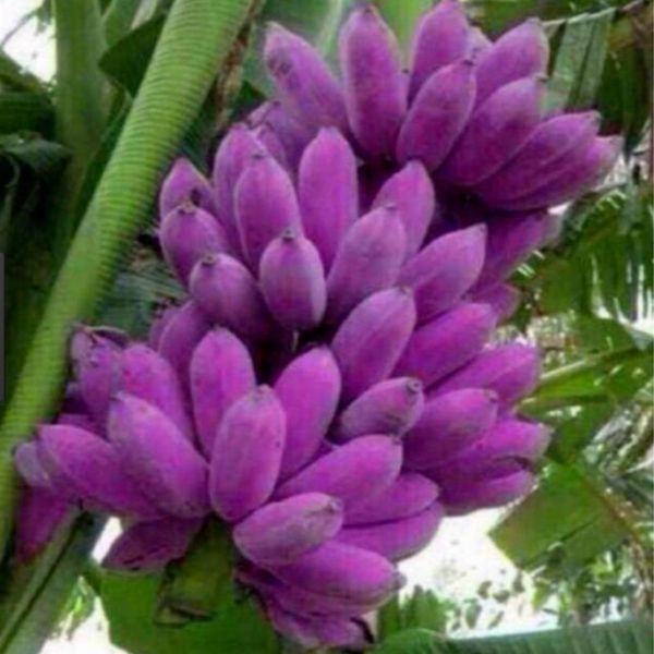 100pcs/bag Rare Purple Banana Seeds,bonsai Fruit Seeds vegetable Fruit Tree Seed organic Heirloom Seeds plant For Home Garden
100pcs/bag Rare Purple Banana Seeds,bonsai Fruit Seeds vegetable Fruit Tree Seed organic Heirloom Seeds plant For Home Garden