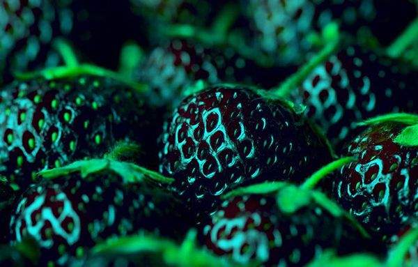1bag=300PCS HOT SALE Black Strawberry Seeds Bonsai Rare Fruit Seeds climbing PLANT ORGANIC Home & Garden Exotic free shipping
1bag=300PCS HOT SALE Black Strawberry Seeds Bonsai Rare Fruit Seeds climbing PLANT ORGANIC Home & Garden Exotic free shipping