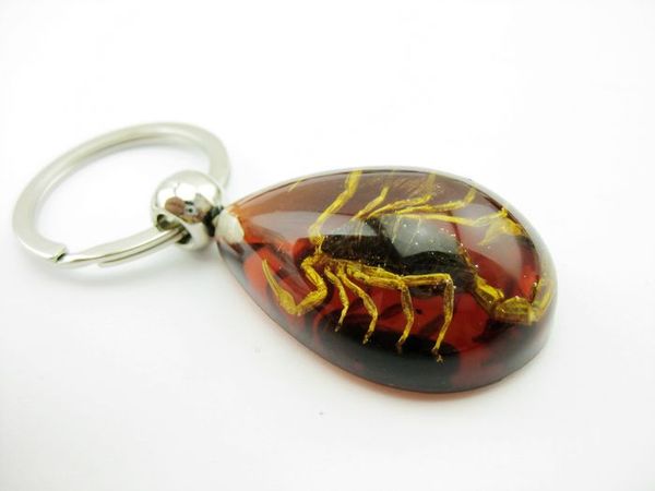 10 pcs fashion jewelry key chains golden cool scorpion insect key chain real scorpion key ring, Slivery;golden
10 pcs fashion jewelry key chains golden cool scorpion insect key chain real scorpion key ring, Slivery;golden