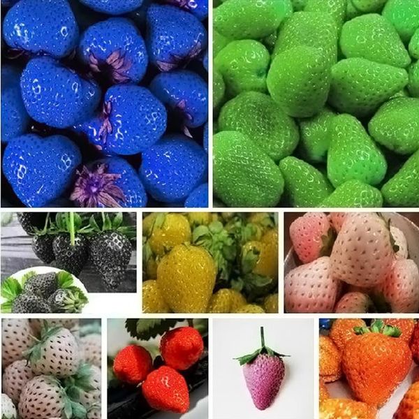 100 piece mix colour strawberry seeds Rare Fragrant Sweet Juicy fruit seeds potted plants home garden supplies Free shipping
100 piece mix colour strawberry seeds Rare Fragrant Sweet Juicy fruit seeds potted plants home garden supplies Free shipping