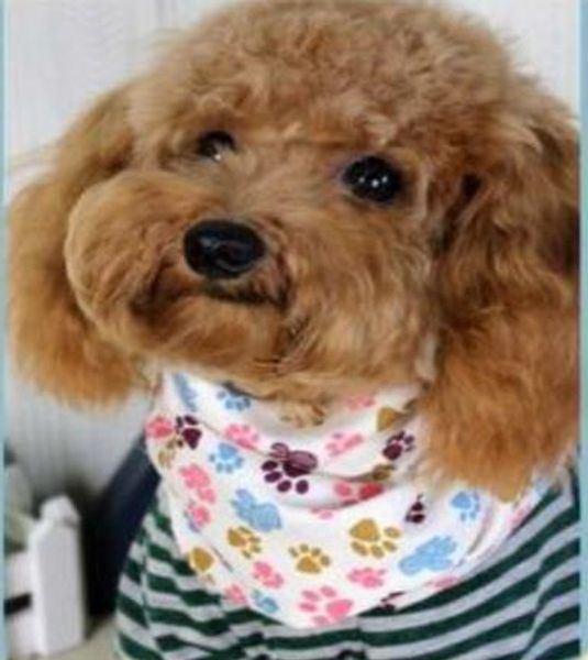 wholesale 100pcs/lot 2017 new mix 50 colors adjustable new dog puppy pet bandana collar dog bandanas cotton pet tie sp01
wholesale 100pcs/lot 2017 new mix 50 colors adjustable new dog puppy pet bandana collar dog bandanas cotton pet tie sp01