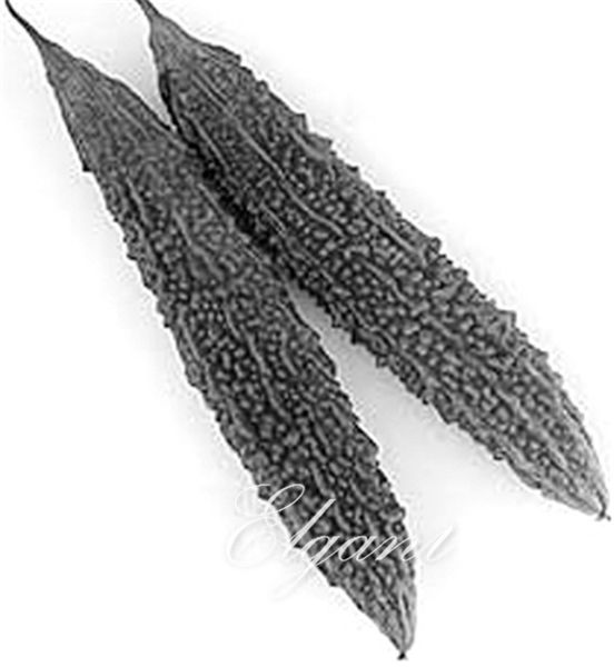 Black Balsam Pear 5 Pcs Seeds Bitter Melon Bitter Gourd Rare Variety Vegetable seeds
Black Balsam Pear 5 Pcs Seeds Bitter Melon Bitter Gourd Rare Variety Vegetable seeds