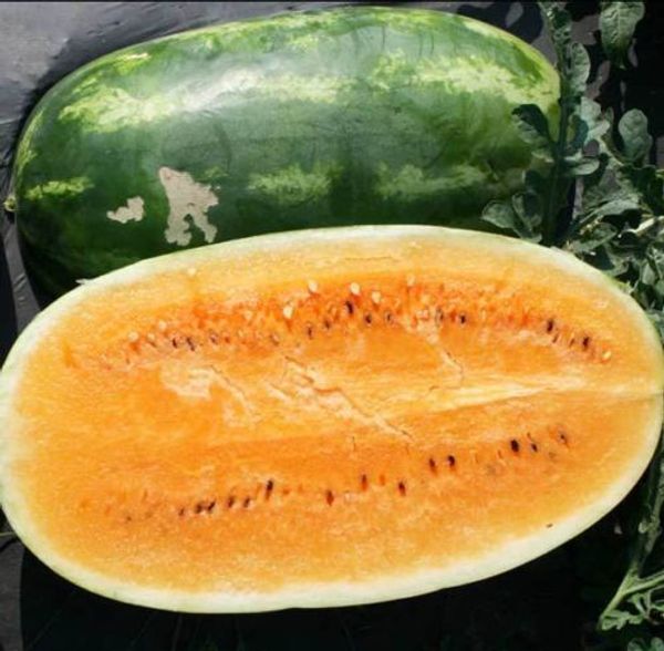 Orange Watermelon Seeds - Heirloom Citrullus Lanatus garden decoration plant 20pcs F79
Orange Watermelon Seeds - Heirloom Citrullus Lanatus garden decoration plant 20pcs F79