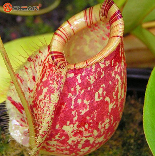 Nepenthes семена цветов и трав плотоядные растения очистить воздух поймать насекомых
Nepenthes семена цветов и трав плотоядные растения очистить воздух поймать насекомых