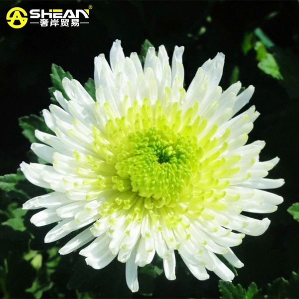 100 pcs/bag Bicolor Green White Chrysanthemum Seeds Beautiful Chrysanthemum Morifolium Seeds DIY Gardening Flower Potted Plant
100 pcs/bag Bicolor Green White Chrysanthemum Seeds Beautiful Chrysanthemum Morifolium Seeds DIY Gardening Flower Potted Plant