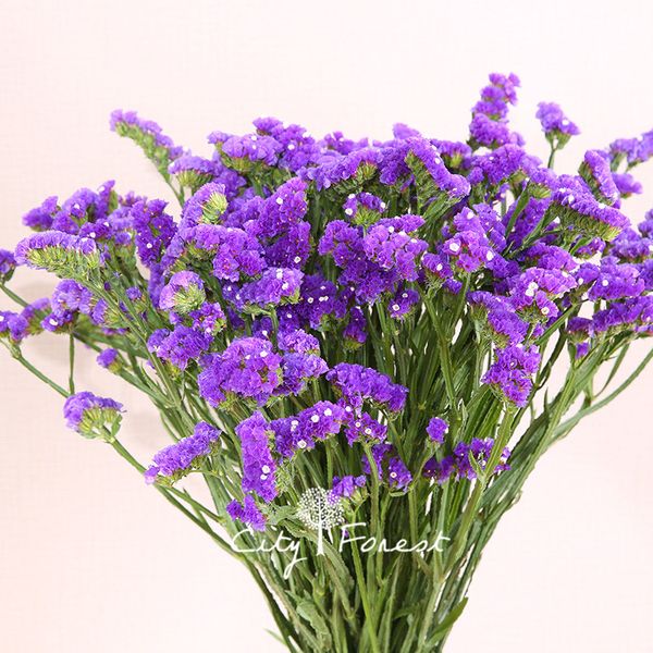 Statice Blue Purple Color Limonium sinuatum Flower 100 Seeds / Bag Easy to Grow Annual Cutflower Can used for Dry Flower
Statice Blue Purple Color Limonium sinuatum Flower 100 Seeds / Bag Easy to Grow Annual Cutflower Can used for Dry Flower