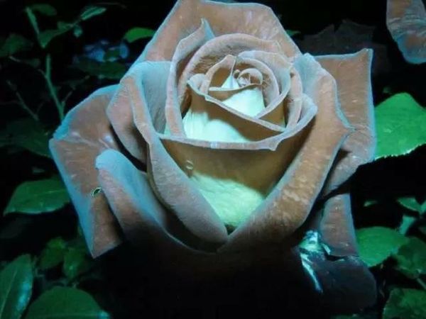 New 100 Pcs/pack Rare Holland light grey with light blue Rose Seeds Garden Decoration Bonsai Flower Seeds D0010134
New 100 Pcs/pack Rare Holland light grey with light blue Rose Seeds Garden Decoration Bonsai Flower Seeds D0010134
