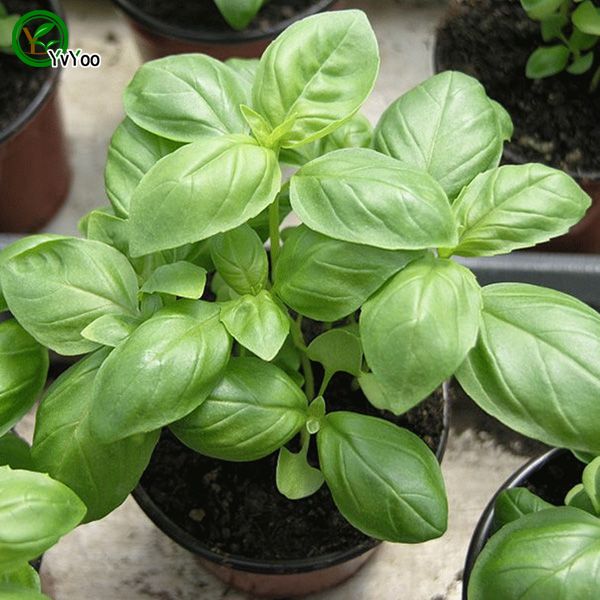 Sweet basil Seeds Bonsai Flower Seeds Potted Plants Flowers 40 Particles / Bag E017
Sweet basil Seeds Bonsai Flower Seeds Potted Plants Flowers 40 Particles / Bag E017