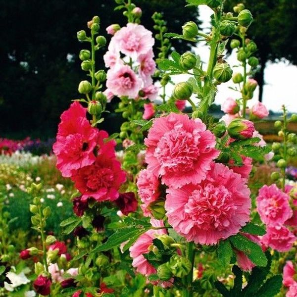 Hollyhock семена цветов микс семена цветов многолетние украшения сада завод 20 шт. C16
Hollyhock семена цветов микс семена цветов многолетние украшения сада завод 20 шт. C16